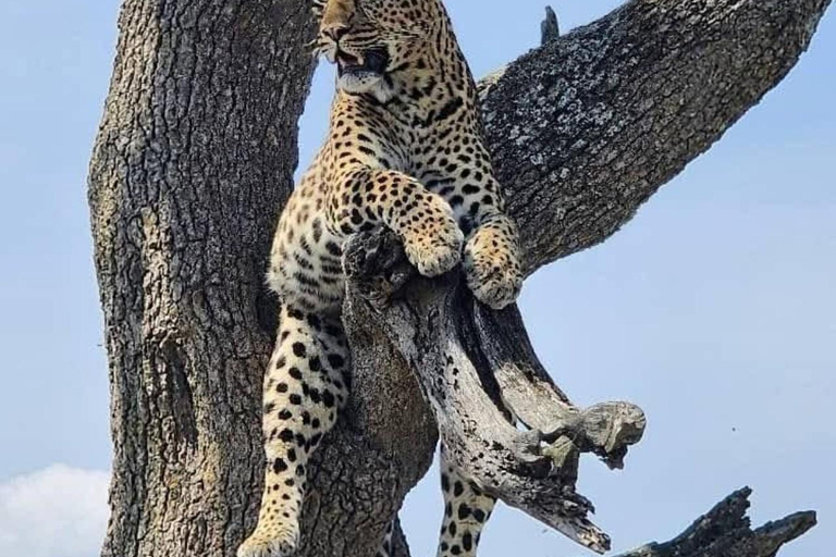 Full-Day Tarangire Safari Adventure