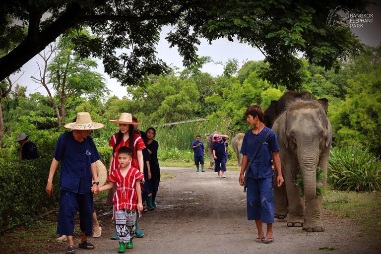 Parc des éléphants de Bangkok : expérience avec les éléphants en HD (sans transfert)HD Bangkok Elephant Care sans transfert