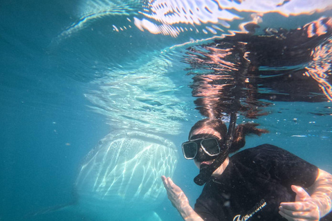 La Paz: Whale Shark Swim Tour with Snorkel Gear & Photos