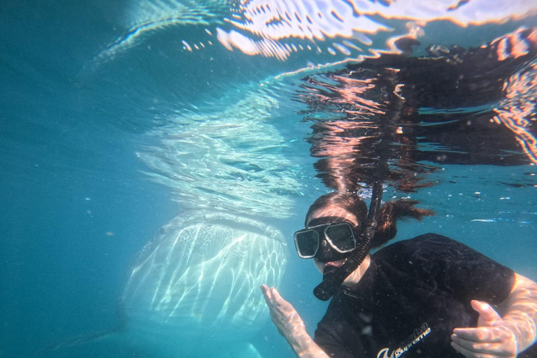 La Paz: Whale Shark Swim Tour with Snorkel Gear & Photos