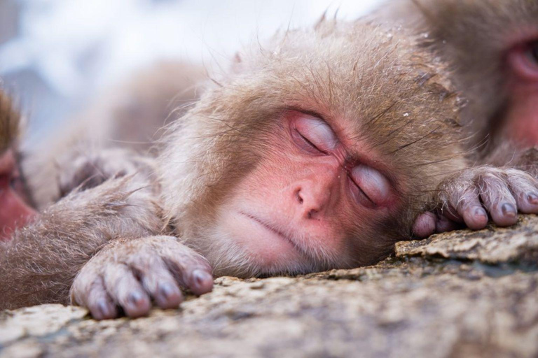 1-Day Tour: Snow Monkeys &amp; Zenko-ji Tomyo Lantern FestivalJoin From Hakuba Happo Bus Terminal