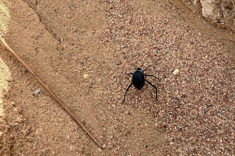 Hurghada: Hiking , dinner & stargazing Advanced hiking tour & camel ride