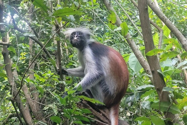 Zanzibar: Jozani forest, Sea tortoises & Mtende beach tour Private tour no Hotel pick and drop off included