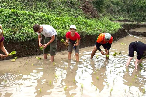 Chiang Mai: 1-Day Jungle Trekking in the Doi Inthanon Area