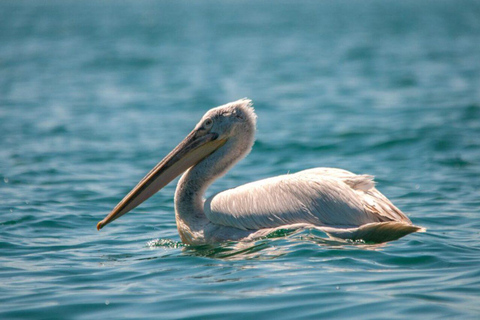 Day trip to Pelican Island on the Prespa Lake