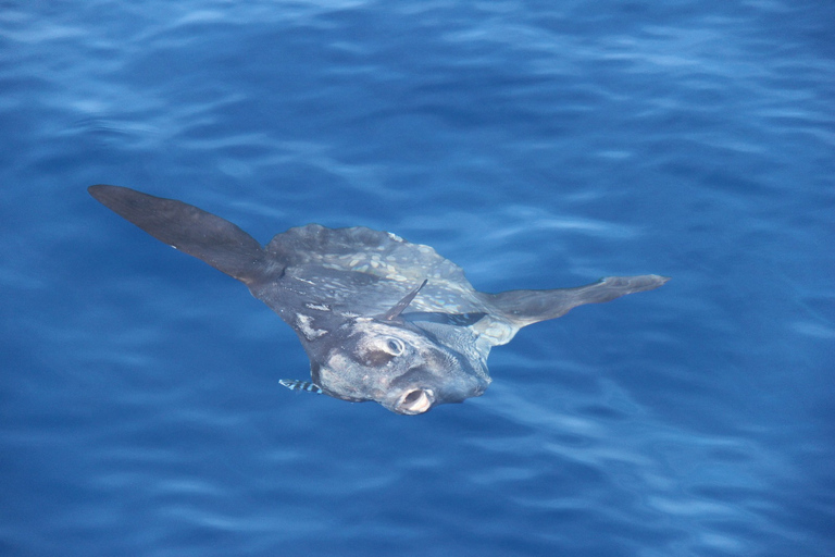 Savona: Pelagos Sanctuary Wildlife Cruise with Guide