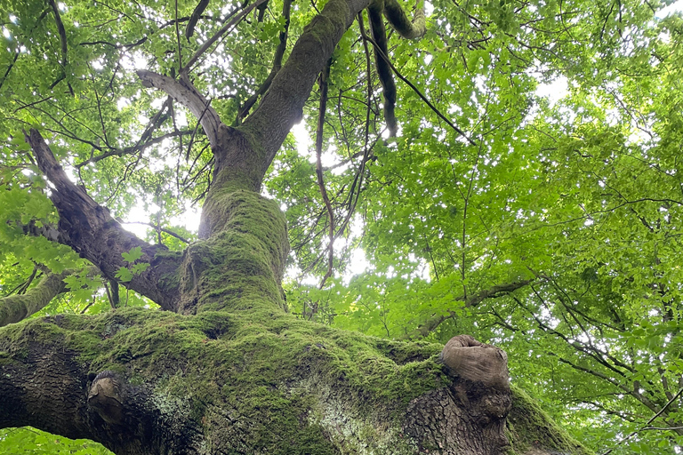 Forgotten paths - living nature: A walk through the Mackenroder Forest Forgotten paths – vibrant nature: Walk through the Mackenroder Forest