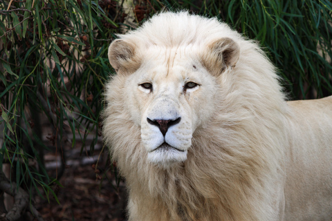 Drakenstein Lion Park Entry Ticket