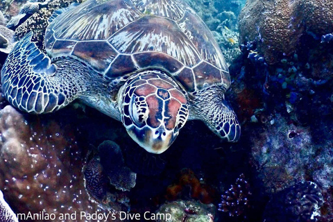 From Manila: Beginner's Scuba Diving Experience