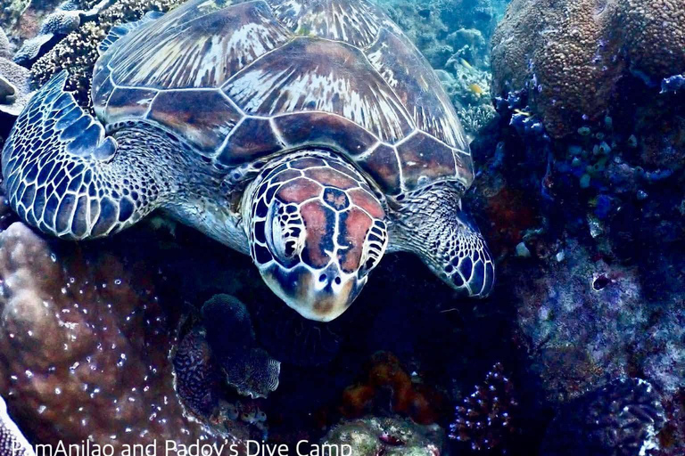 From Manila: Beginner's Scuba Diving Experience