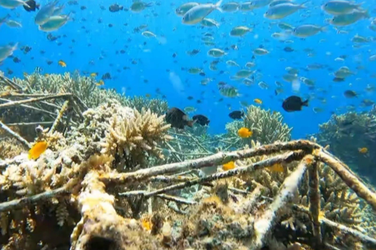 Da Gili Trawangan : Tour di gruppo di snorkeling 3 isole Gili