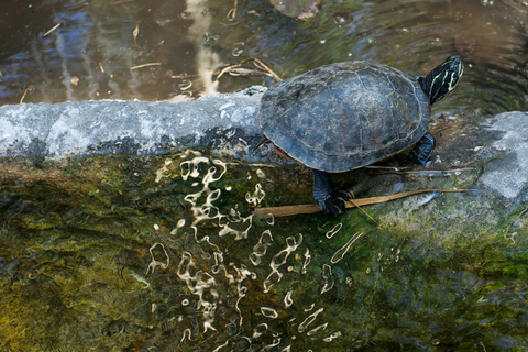 Miami: Everglades Safari Park Airboat Tour