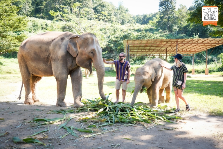 Chiang Mai : Sanctuaire de la jungle des éléphants avec déjeuner et transfertChiang Mai : Visite d'une jounée du sanctuaire de la jungle des éléphants