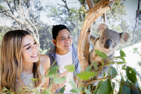 Sydney: Inträdesbiljett till Sydney Zoo