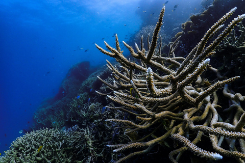 Phi Phi: Maya Bay Mezza giornata in barca a coda lunga con snorkeling