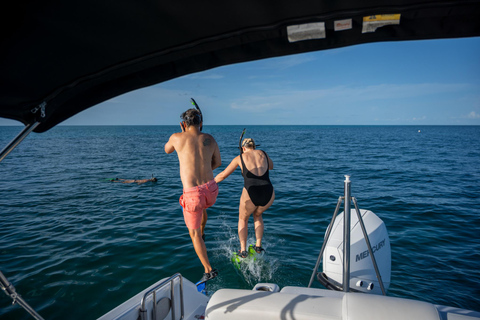 Snorkel com golfinhos e banco de areia em Key West