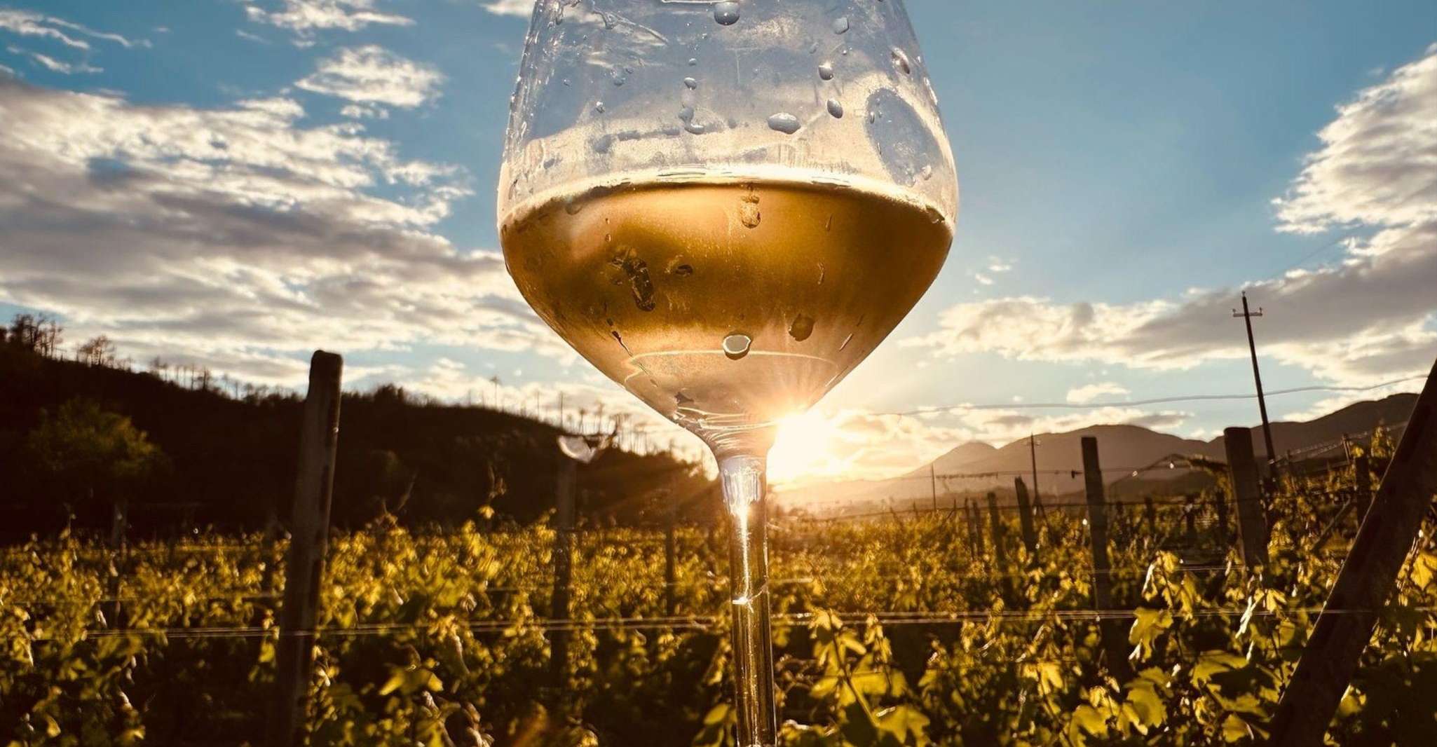 Tour di cantine e vigneti con degustazione di vini e cibo ad Albenga