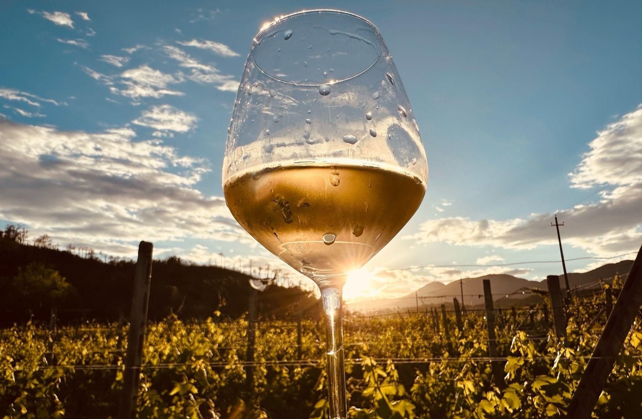 Weingut- und Weinbergtour mit Weinprobe und Essen in Albenga