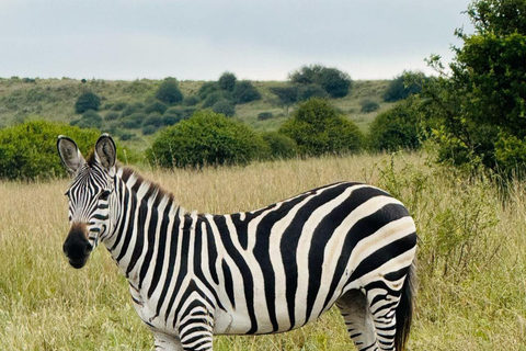 Parque Nacional de Nairobi Privado: Excursão de meio dia com safáriParque Nacional de Nairobi: Tour particular em van com teto aberto