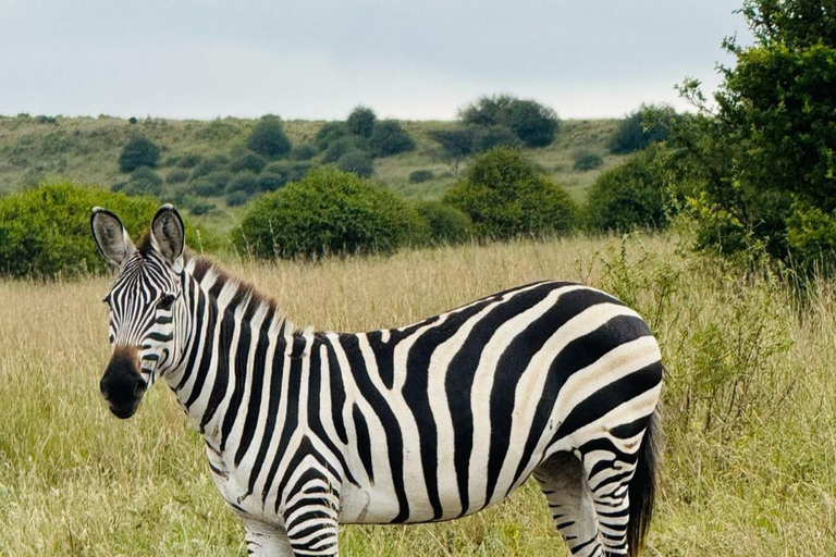 Parque Nacional de Nairobi Privado: Excursão de meio dia com safáriParque Nacional de Nairobi: Tour particular em van com teto aberto