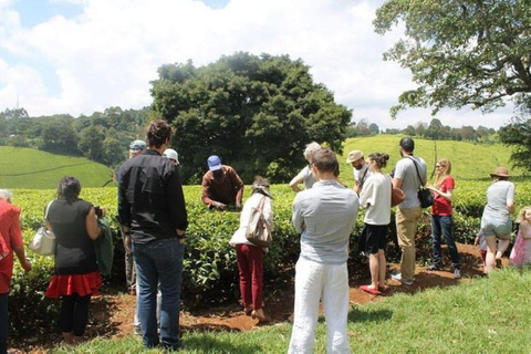 Desde Nairobi: Visita y almuerzo en la Granja de Té Kiambethu