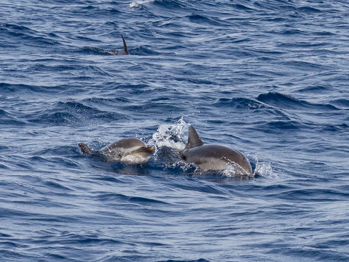 Saint Raphaël: Treffen mit Delfinen