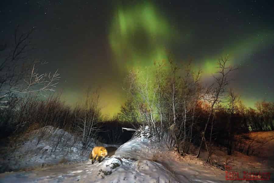 Fairbanks: Nordlichter-Tour mit kulturellen Erzählungen. Foto: GetYourGuide Fairbanks: Nordlichter-Tour mit kulturellen Erzählungen. Foto: GetYourGuide