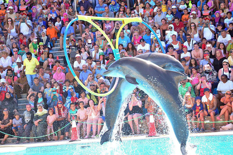 Alanya : spectacle de dauphins avec prise en charge et retour à l&#039;hôtelAlanya : spectacle de dauphins et baignade facultative avec les dauphins