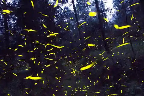 Firefly Sanctuary Summer Season