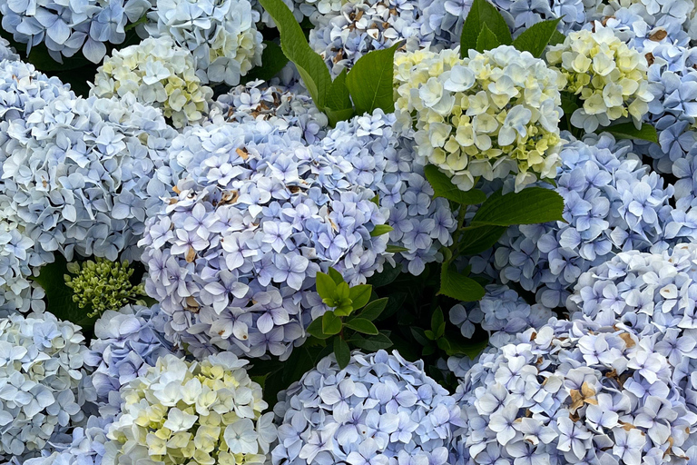 São Miguel: Sete Cidades, Lagoa do Fogo & Furnas - Full Day Tour