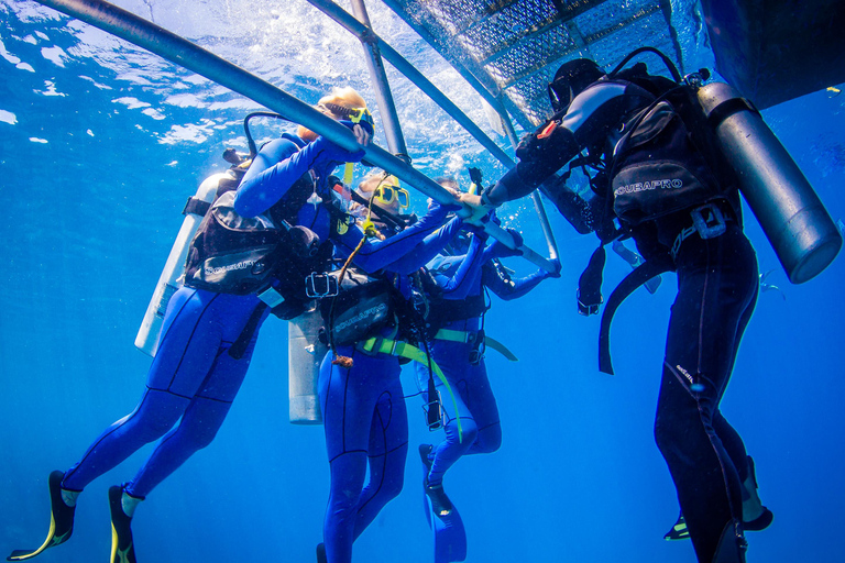 Cairns: Best Value All-inclusive Reef Trip With Scuba Dive