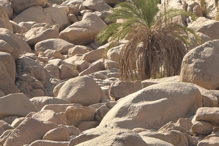 HRG: Jeep Safari with Quad, Buggy, Camel, Opt/ Dinner & show Mega Safari with Quad, Buggy, Camel ride & Bedouin camp