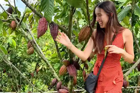 Tour privado de la plantación y elaboración del chocolate