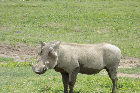 Arusha: Safari de dia inteiro no Parque Nacional do Lago Manyara