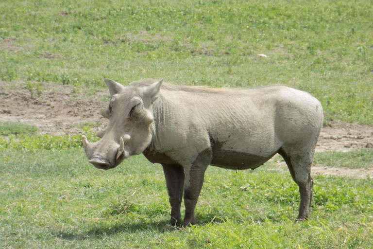 Arusha: Safari de dia inteiro no Parque Nacional do Lago Manyara