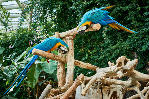 Parque das aves de Chimelong