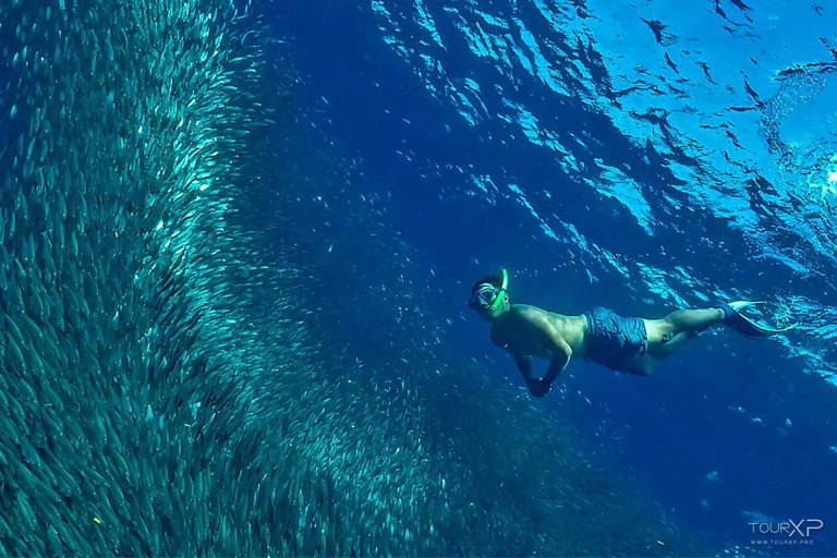Cebu: 2 Days 1 Night City and Moalboal Tour Package