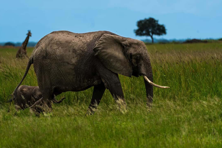 From Zanzibar: Mikumi Safari Day Trip with Flights and Lunch Mikumi Shared Safari without hotel transfer