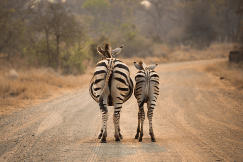 Da Cidade do Cabo ao Kruger: Safári de 3 dias no Parque Kruger