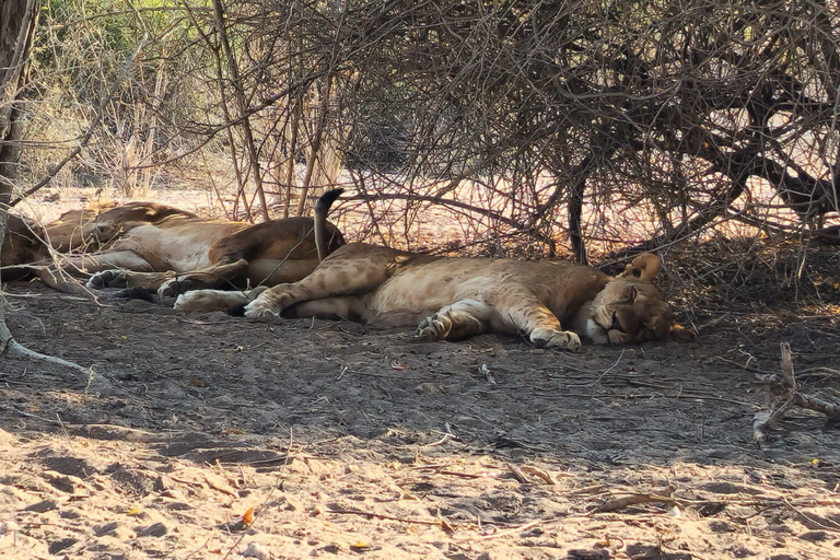 Night Game Drive in Kasane, Lesoma Valley