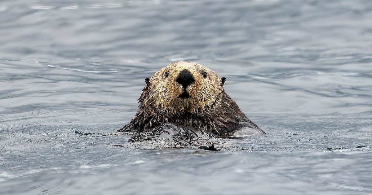 Port Hardy: Sea Otter and Whale Watching | GetYourGuide