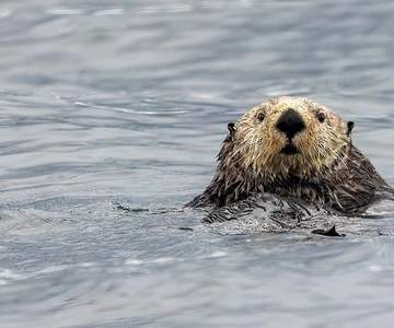 Port Hardy: Observação de lontras marinhas e baleias