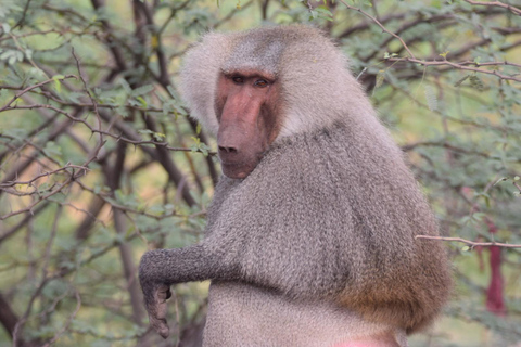 Addis Abeba: 2-tägige Wildtiersafari im Awash-Nationalpark