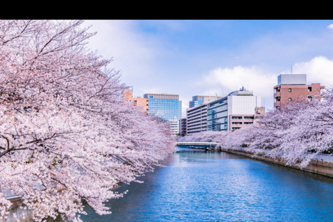 Tokyo: Cherry Blossoms, Temples, and Old Town Tour
