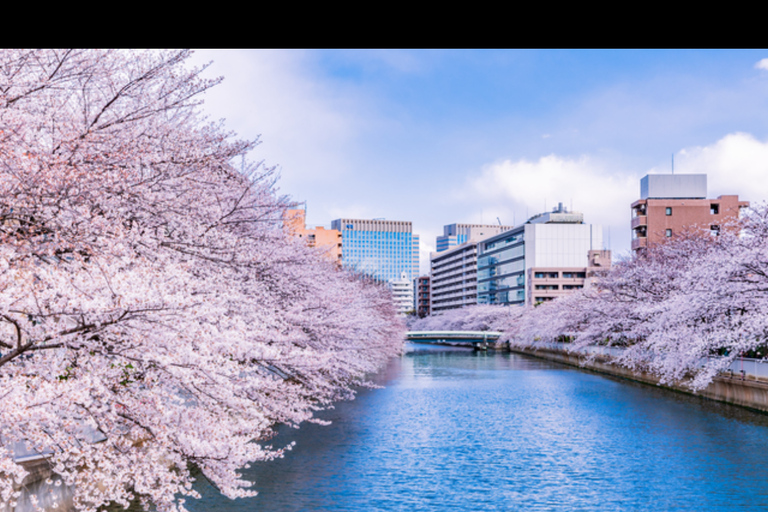 Tokyo: Cherry Blossoms, Temples, and Old Town Tour