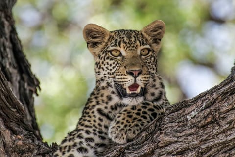 Jaipur: Jhalana leopard safari tour