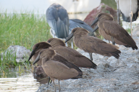 Addis Ababa: 8-Day Bale Mountains Birdwatching Tour