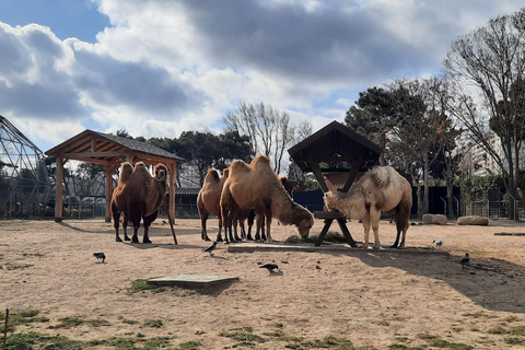 From Baku: Gala State Historical Reserve and Zoological Park