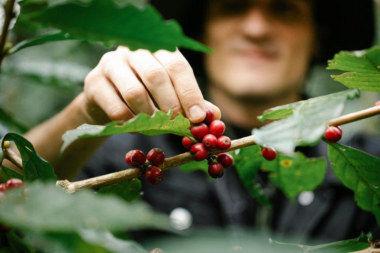 From Naranjo: Specialty Coffee Farm Tour with Tasting