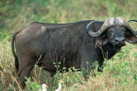 رحلة سفاري لمدة يومين لمشاهدة عجائب الطبيعة الأفريقية